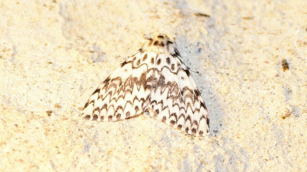 Nonvlinder ( Lymantria monacha )