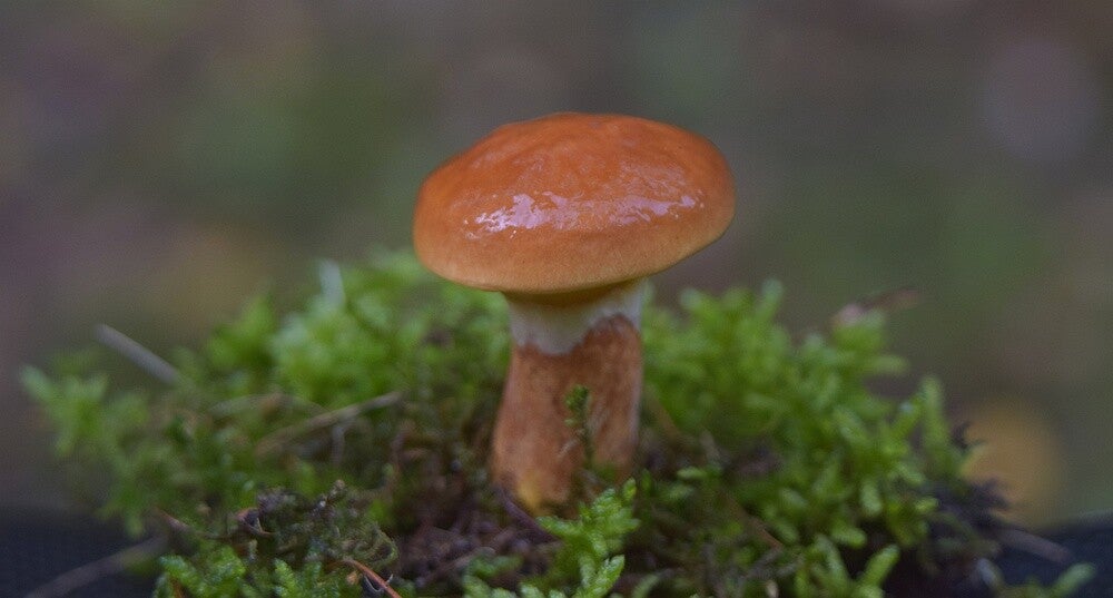Gele ringboleet ( Suillus grevillei )