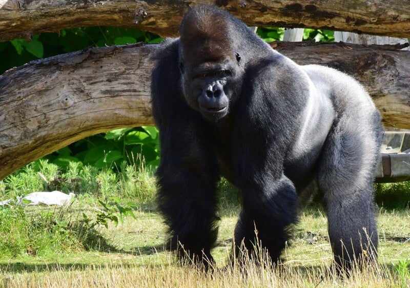 westelijke laaglandgorilla