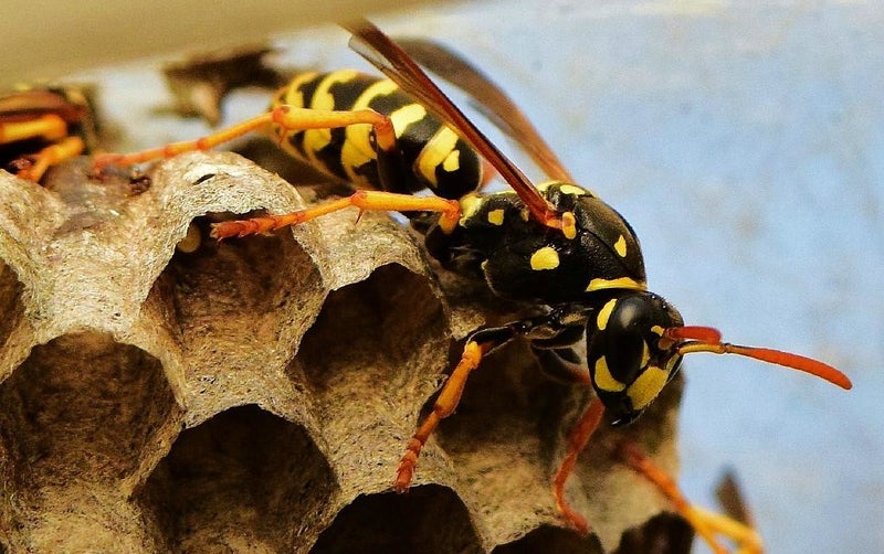 Franse veldwesp ( Polistes dominula )