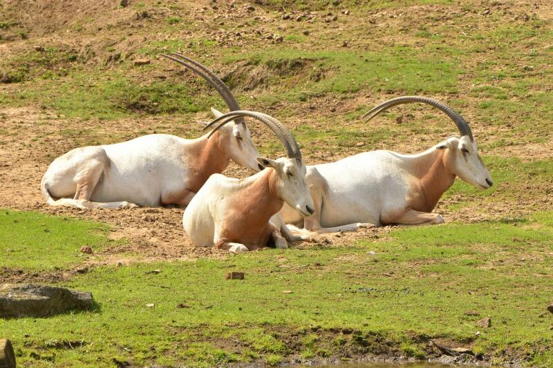 Algazel (  Oryx dammah )