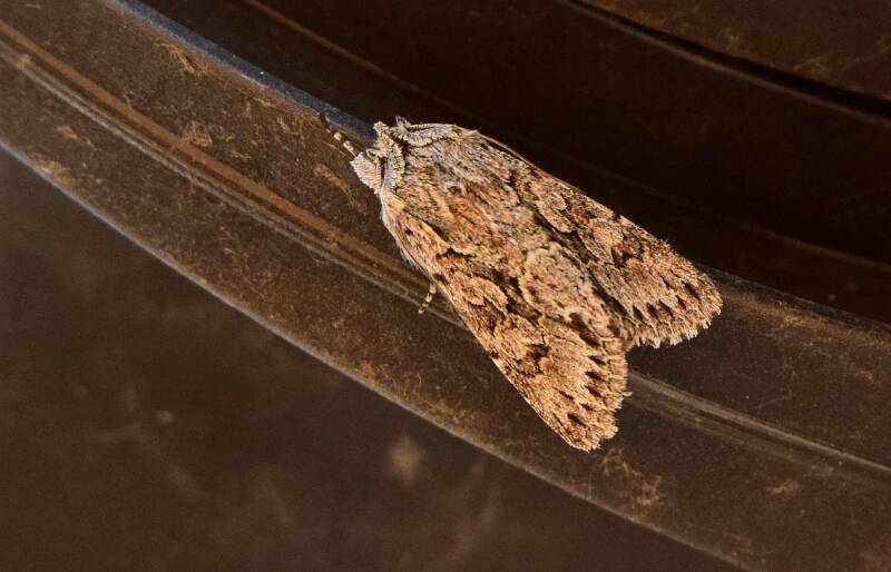 Kamperfoelie uil (  Xylocampa areola )