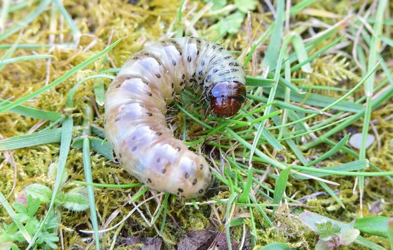 Rups graswortelvlinder