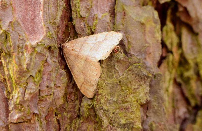 Grote voorjaarsspanner ( Agriopus marginari )