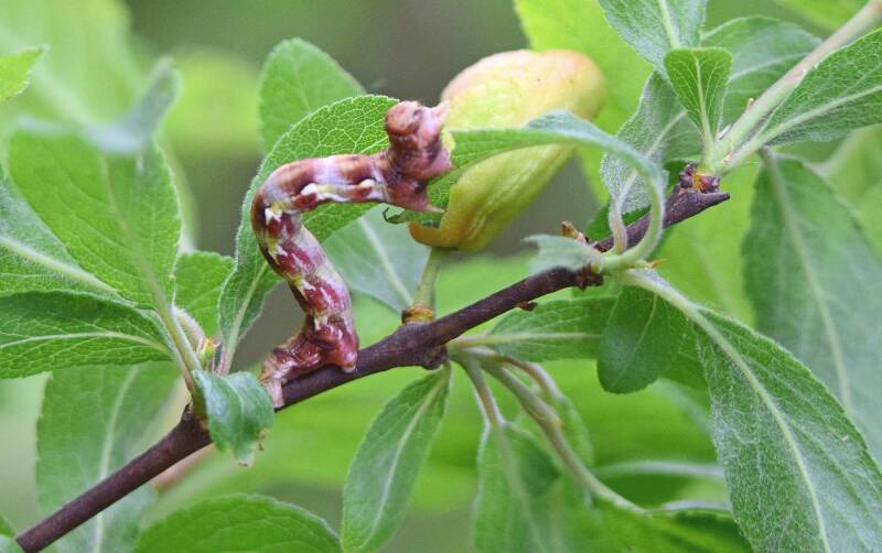 Grote wintervlinder ( Erannis defoliaria )