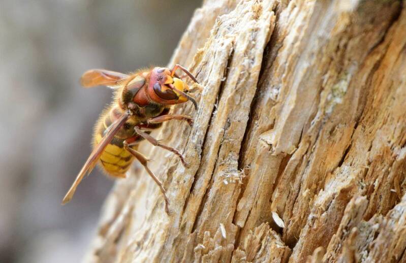 Europese hoornaar ( Vespa crabro )