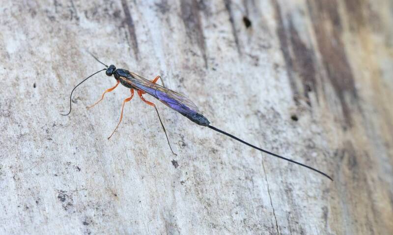 Ephialtes manifestator