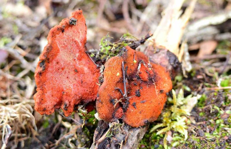 Vermiljoenhoutzwam ( Pycnoporus cinnabarinus )