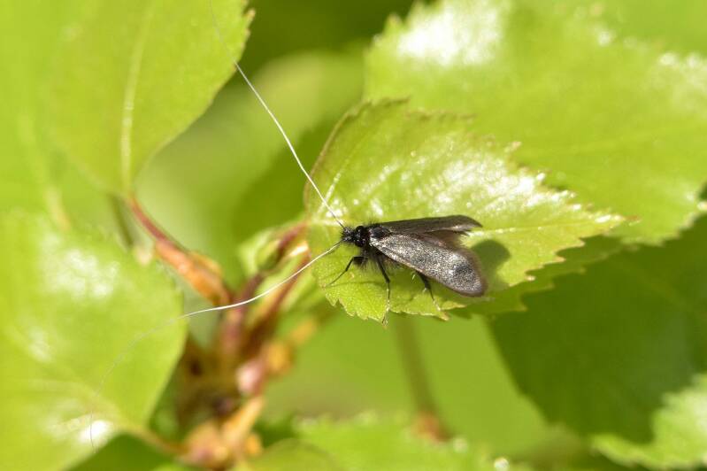 Smaragdlangsprietmot