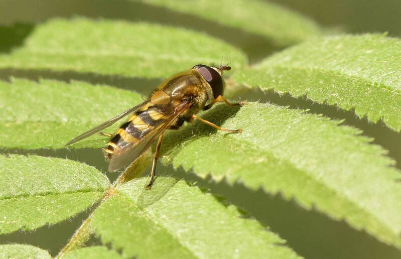 Bosbandzweefvlieg ( Syrphus torvus )