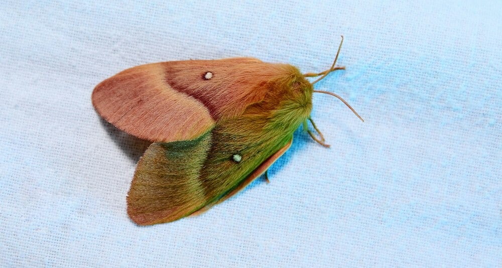 Hageheld (  Lasiocampa quercus )