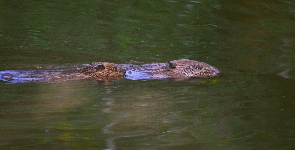 Bever ( Castor fiber )