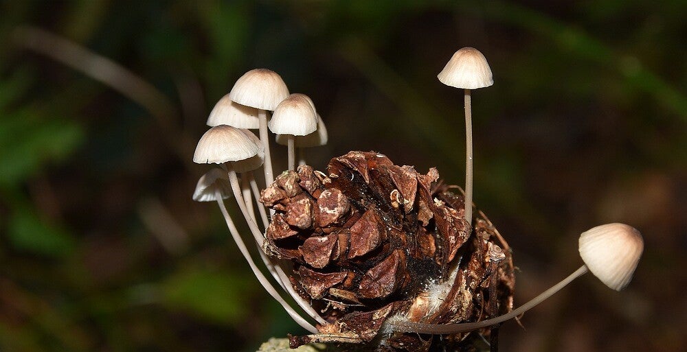 Zeedenmycena