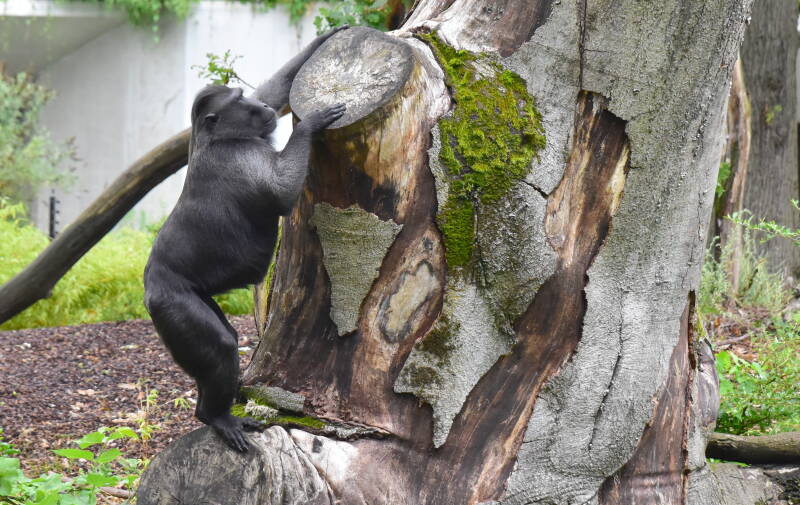 Kuifmakaak - Macaca nigra