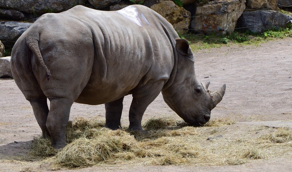 witte neushoorn ( Ceratotherium simum )