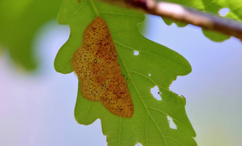 Eikenoogspanner ( Cyclophora porata )