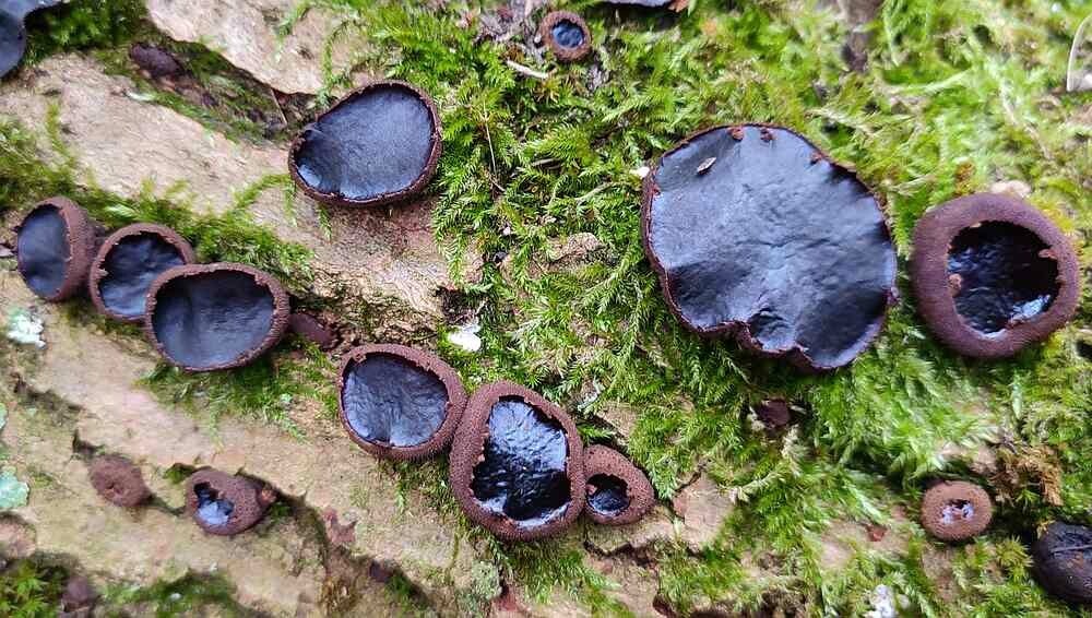 Zwarte knoopzwam ( Bulgaria inquinans )