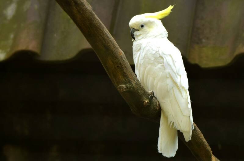 Grote geelkuifkaketoe ( Cacatua galerita )