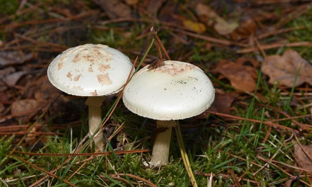 Gele knolamaniet ( Amanita citrina )