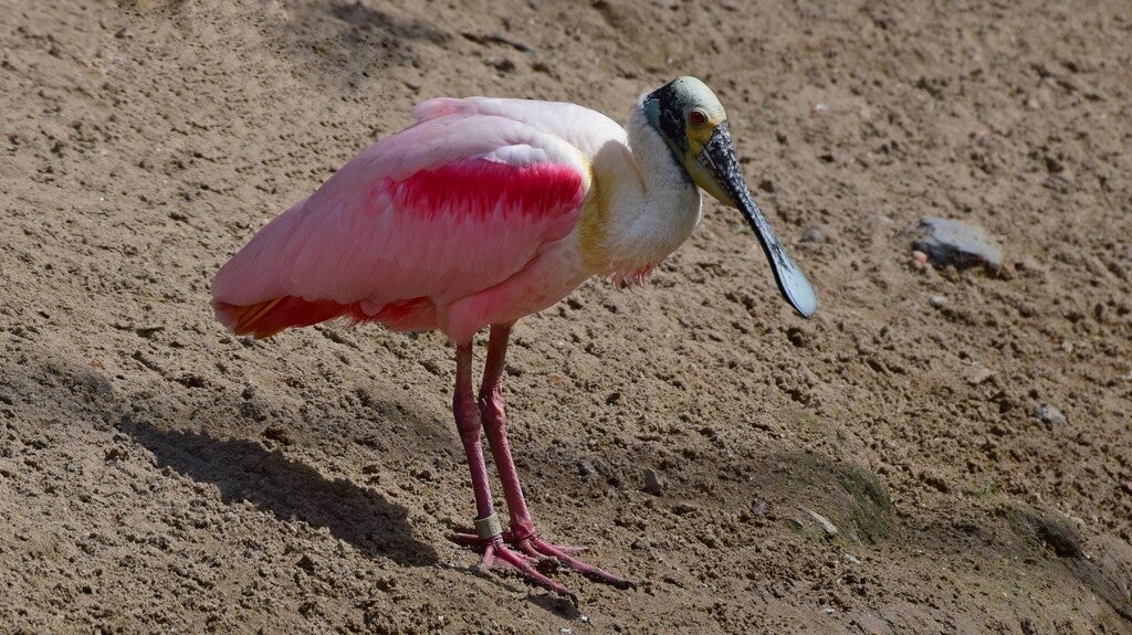 Roze lepelaar (  Ajaia ajaja )