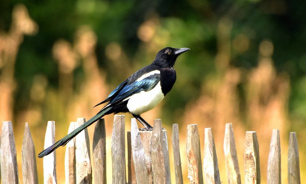 ekster-vogels-fauna-gerheserheide-leopoldsburg-ham
