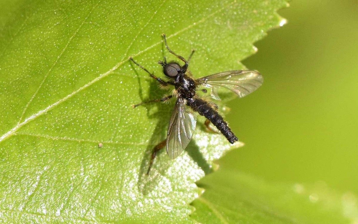 Vliegen / Insecten / Fauna | Gerheserheide Leopoldsburg-Ham