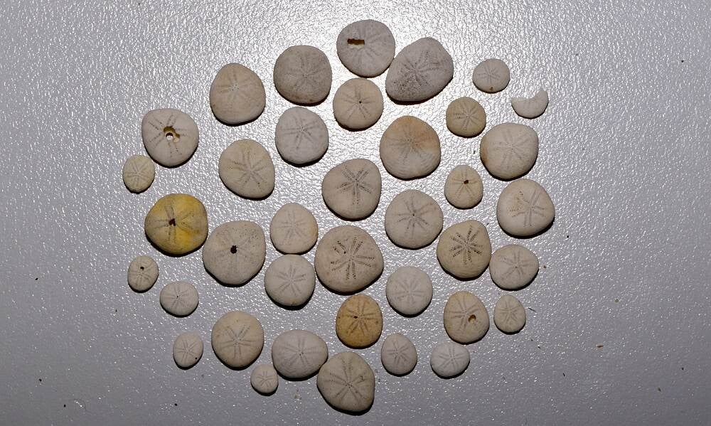 zeeboontje - Echinocyamus pusillus