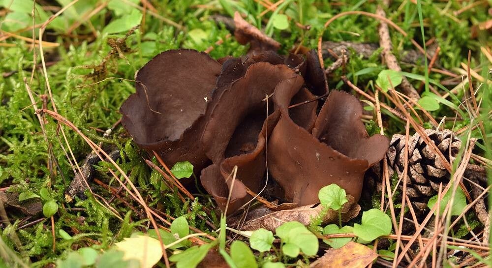 Donker hazenoor ( Otidea bufonia )