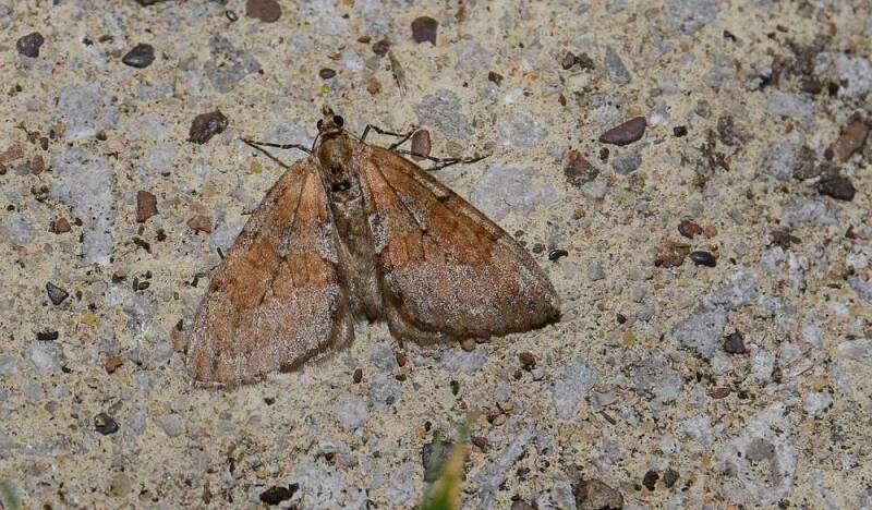 Naaldboomspanner ( Thera obeliscata )