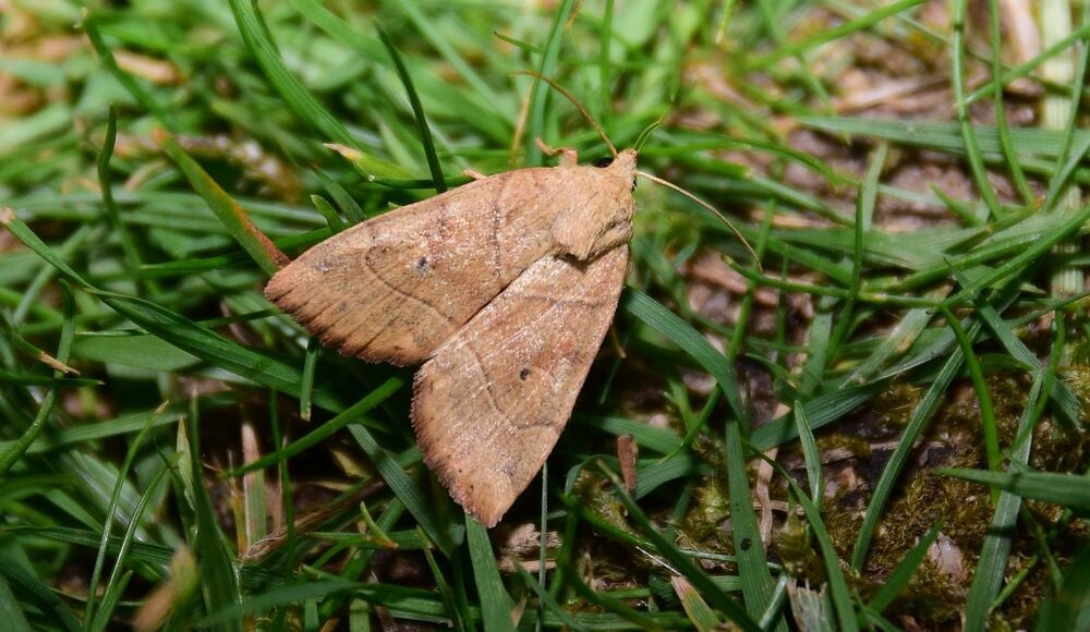Hyena ( Cosmia trapezina )