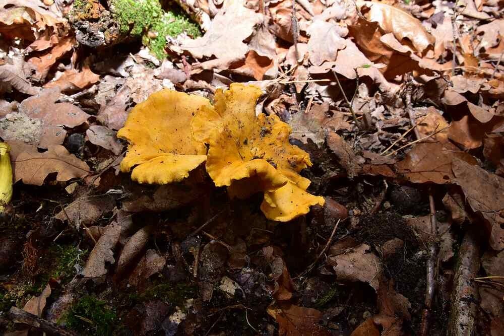 Hanenkam - cantharel