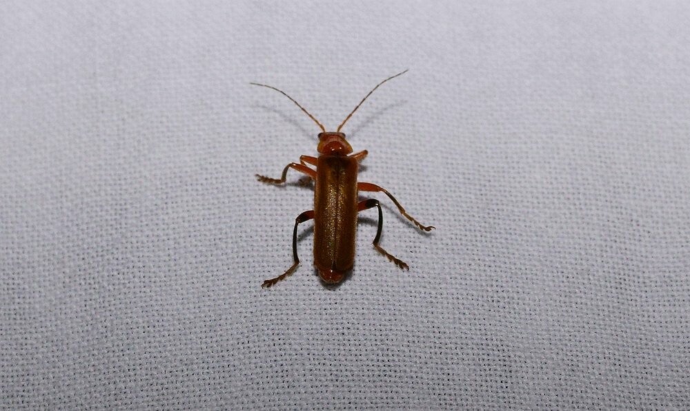 Geel soldaatje ( Cantharis livida )
