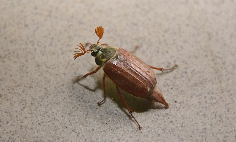 Meikever ( Melolontha melolontha )