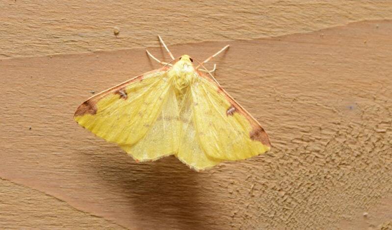 Hagedoornvlinder ( Opisthograptis luteolata )