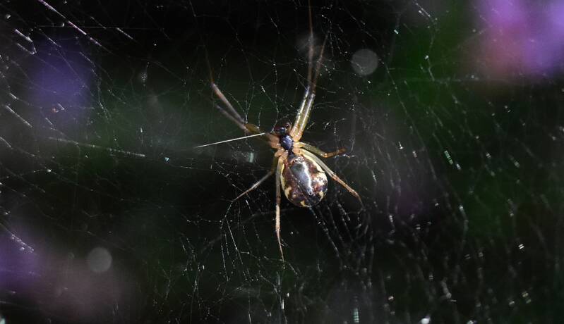 Herfsthangmatspin ( Linyphia triangularis )