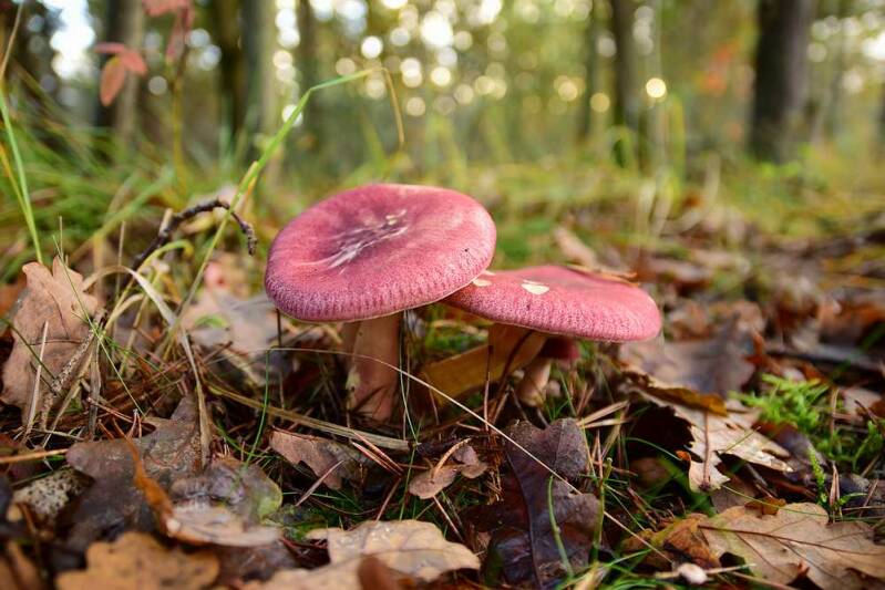 Koningsmantel ( Tricholomopsis rutilans )