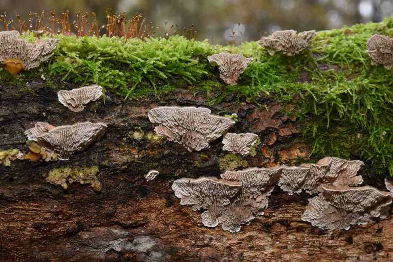 Fopelfenbankje ( Lenzites betulinus )