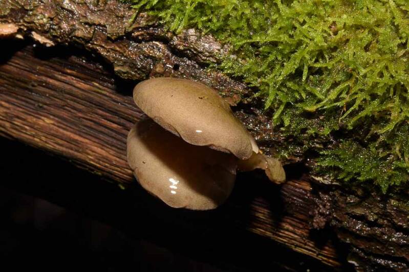 Groene schelpzwam ( Panellus serotinus )