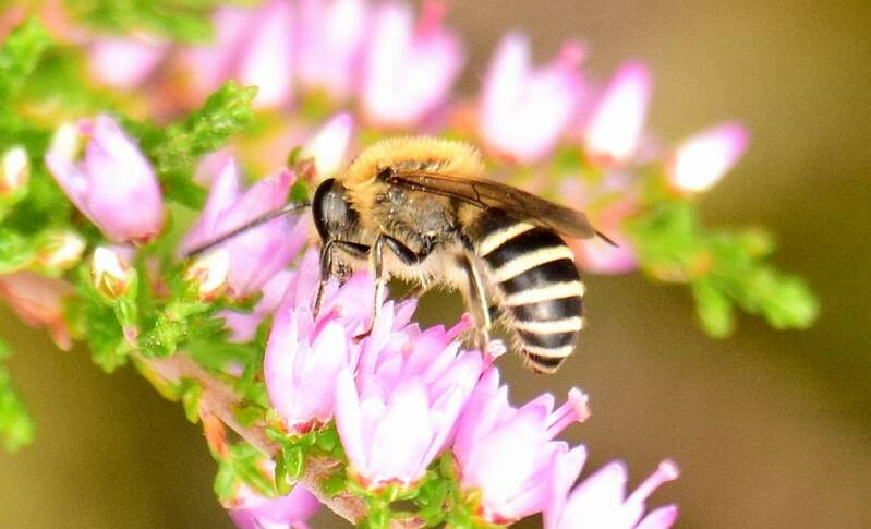 Heizijdebij ( Colletes succinctus )