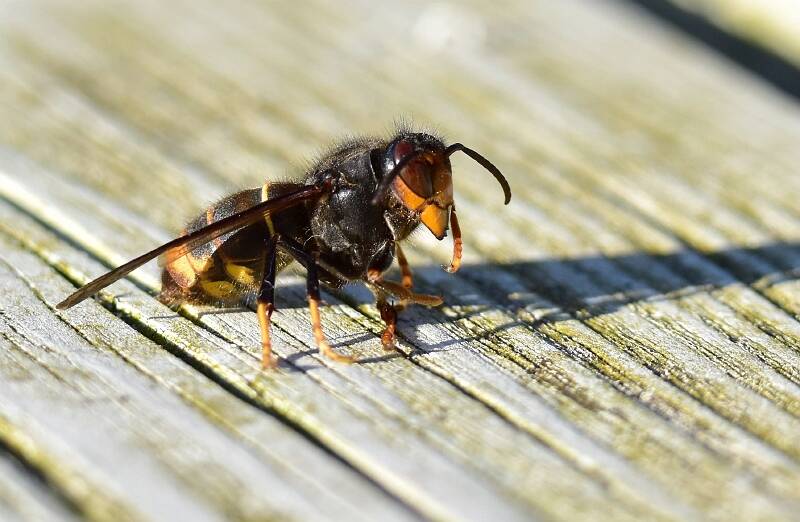aziatische hoornaar - Vespa velutina