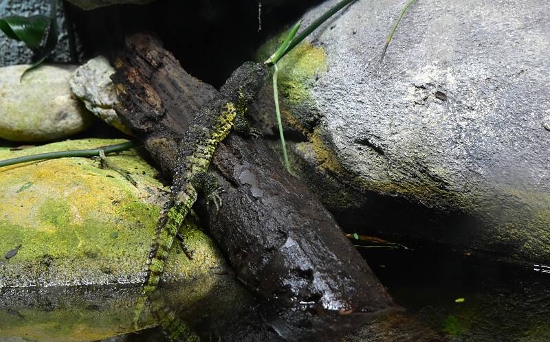 chinese krokodilstaarthagedis - Shinisaurus crocodilurus