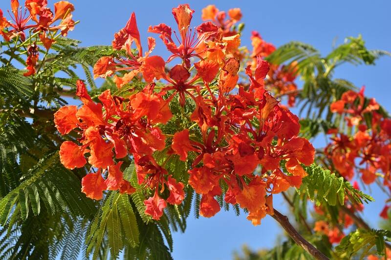 Flamboyant - delonix regia