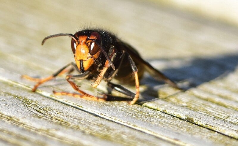 aziatische hoornaar - Vespa velutina