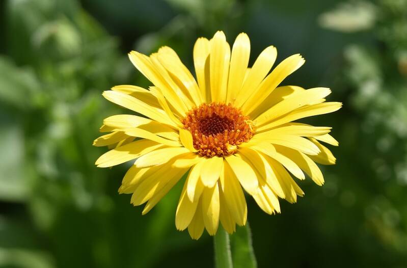 Goudsbloem - Calendula officinalis