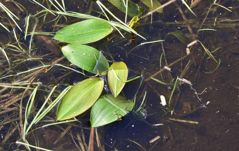 Drijvend fonteinkruid