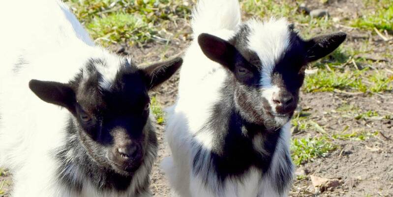 Nederlandse bonte geit