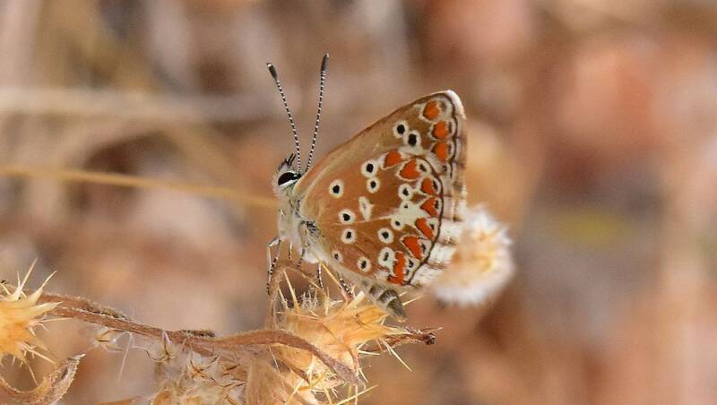 Moors bruin blauwtje - Aricia cramera