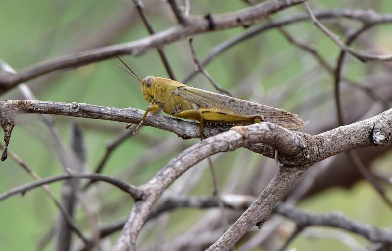 Egyptische treksprinkhaan - Anacridium aegyptium