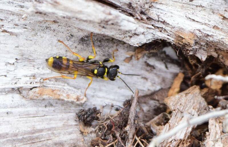 Gewone vliegendoder ( Mellinus arvensis )