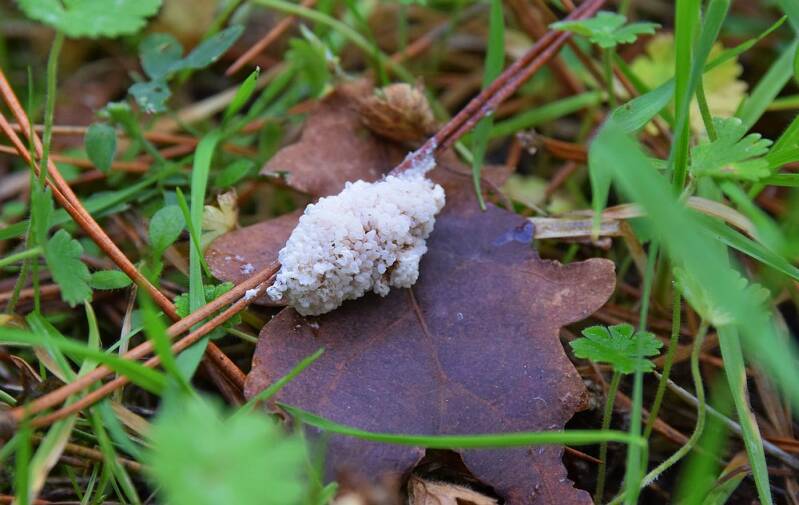 Groot kalkschuim ( Mucillago crustacea )